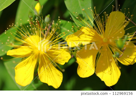 Long stamen flowers like gold thread Long stamen flowers like gold thread 112969156