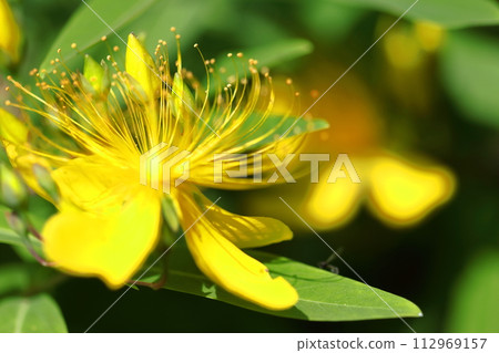 Long stamen flowers like gold thread Long stamen flowers like gold thread 112969157