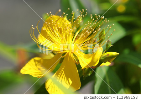 Long stamen flowers like gold thread Long stamen flowers like gold thread 112969158