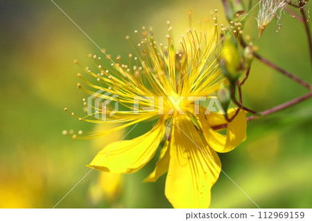Long stamen flowers like gold thread Long stamen flowers like gold thread 112969159