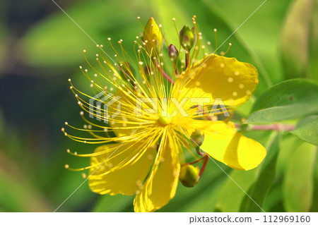 Long stamen flowers like gold thread Long stamen flowers like gold thread 112969160