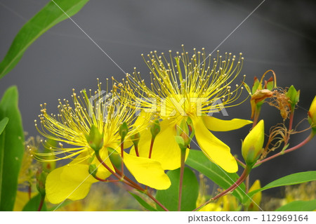 Long stamen flowers like gold thread Long stamen flowers like gold thread 112969164
