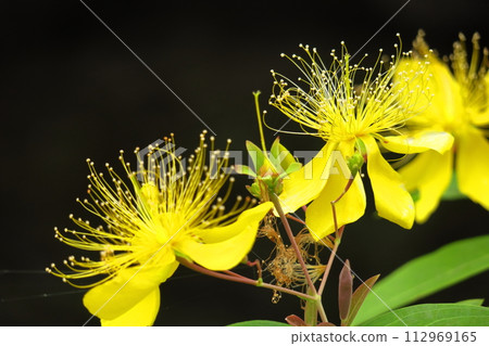 Long stamen flowers like gold thread Long stamen flowers like gold thread 112969165