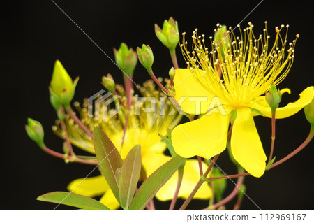 Long stamen flowers like gold thread Long stamen flowers like gold thread 112969167