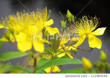 Long stamen flowers like gold thread Long stamen flowers like gold thread 112969168