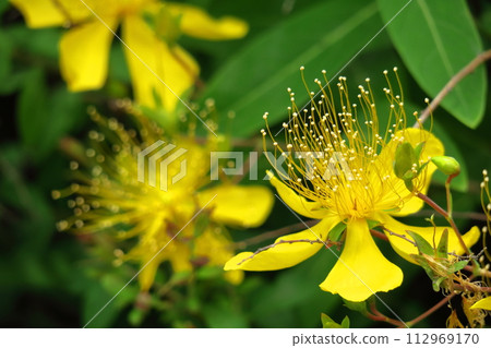 Long stamen flowers like gold thread Long stamen flowers like gold thread 112969170