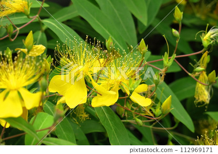 Long stamen flowers like gold thread Long stamen flowers like gold thread 112969171