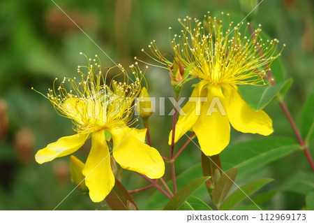 Long stamen flowers like gold thread Long stamen flowers like gold thread 112969173