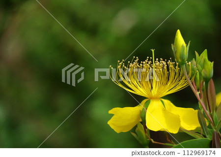 Long stamen flowers like gold thread Long stamen flowers like gold thread 112969174