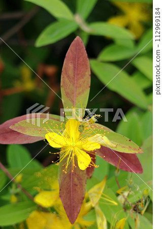 Long stamen flowers like gold thread Long stamen flowers like gold thread 112969184