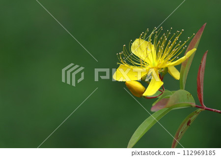 Long stamen flowers like gold thread Long stamen flowers like gold thread 112969185