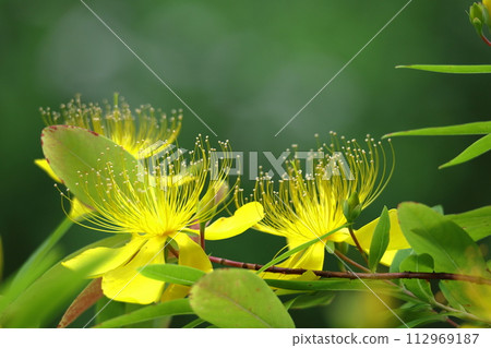 Long stamen flowers like gold thread Long stamen flowers like gold thread 112969187