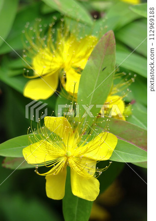 Long stamen flowers like gold thread Long stamen flowers like gold thread 112969188