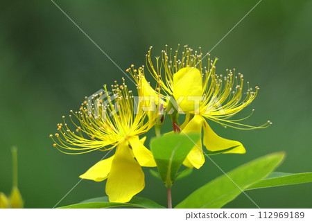 Long stamen flowers like gold thread 112969189