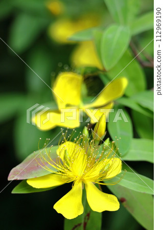 Long stamen flowers like gold thread 112969190