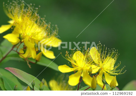 Long stamen flowers like gold thread Long stamen flowers like gold thread 112969192