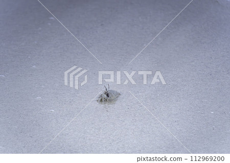 Sand crabs that live on the sandy beaches of Kumejima 112969200