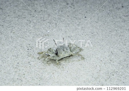 Sand crabs that live on the sandy beaches of Kumejima Sand crabs that live on the sandy beaches of Kumejima 112969201