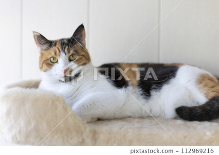 Beautiful domestic tricolor cat with yellow (amber) lies on the cat play complex indoors and looking at the camera. Selective focus, close-up. Beautiful domestic tricolor cat with yellow (amber) lies on the cat play complex indoors and looking at the camera. Selective focus, close-up. 112969216