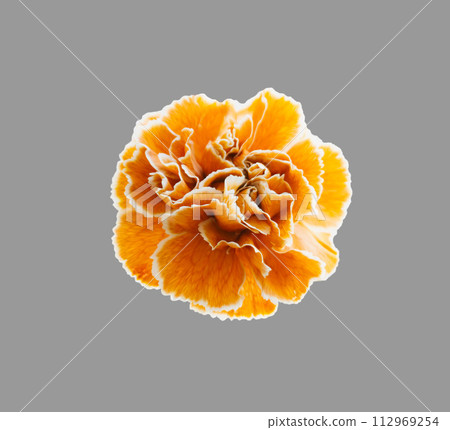 橙花萬聖節康乃馨剪紙 橙花萬聖節康乃馨剪紙 112969254