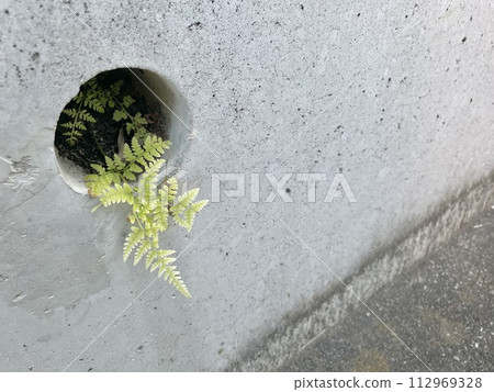 植物在混凝土裂縫中生長 112969328