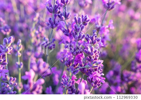 Lavender flower field closeup on sunset, fresh purple aromatic flowers for natural background. Design template for lifestyle illustration. Violet lavender field in Provence, France. 112969330