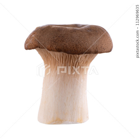 King oyster mushroom isolated on white background. Pleurotus eryngii mushroom. King oyster mushroom isolated on white background. Pleurotus eryngii mushroom. 112969635