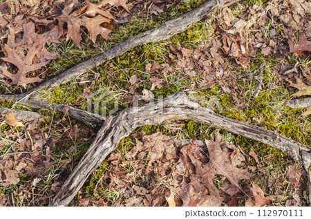 The roots of the tree dig into the ground. Forest texture. The roots of the tree dig into the ground. Forest texture. 112970111