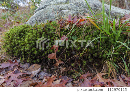 Beautiful green moss on the floor, moss closeup, macro. Beautiful background of moss for wallpaper. 112970115