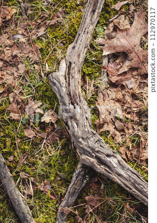 The roots of the tree dig into the ground. Forest texture. The roots of the tree dig into the ground. Forest texture. 112970117