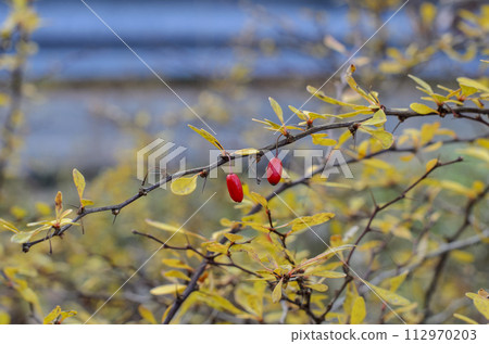 Branch of Japan Burberry or Berberis With Reaper Red Fruits. Yellow autumn leaves in the background Branch of Japan Burberry or Berberis With Reaper Red Fruits. Yellow autumn leaves in the background 112970203