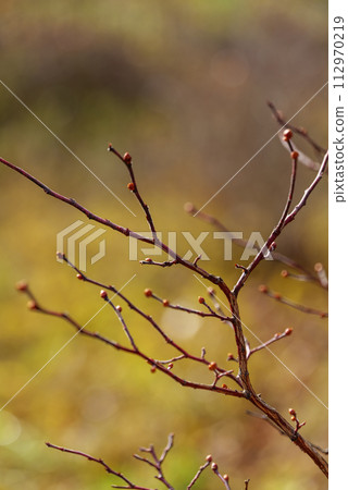 Spring twig bucket with rain drops. Spring twig bucket with rain drops. 112970219