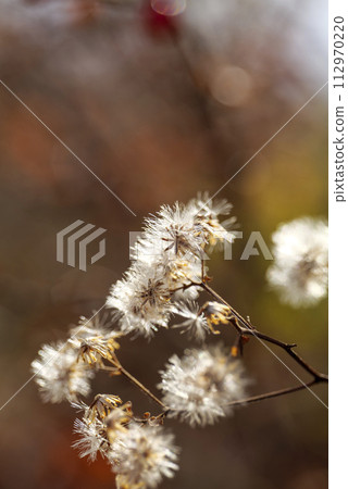 Close up white little ironweed, vernonia cinerea flower Close up white little ironweed, vernonia cinerea flower 112970220