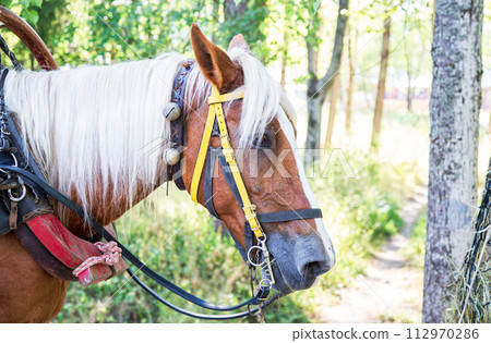 Horse head with harness Horse head with harness 112970286