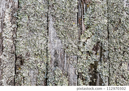 Creative background from wooden planks covered with lichen 112970302