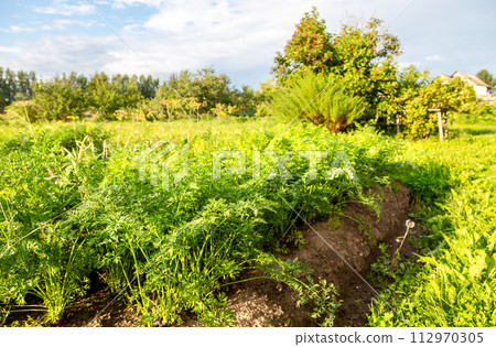 Carrots grows in the garden bed at the vegetable garden in summer Carrots grows in the garden bed at the vegetable garden in summer 112970305