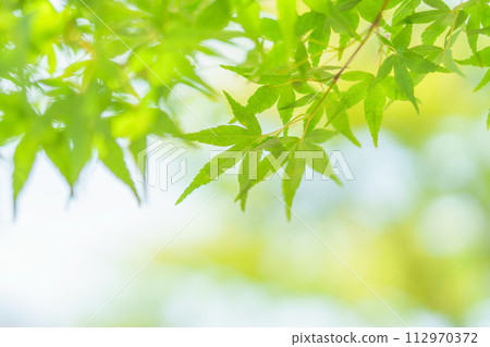 新鮮的綠色楓葉和透過樹木的陽光 新鮮的綠色楓葉和透過樹木的陽光 112970372