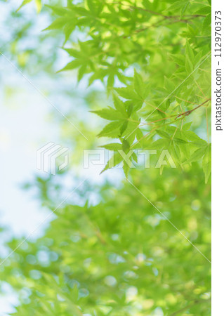 Fresh green blue maple leaves and sunlight filtering through the trees | Vertical Fresh green blue maple leaves and sunlight filtering through the trees | Vertical 112970373