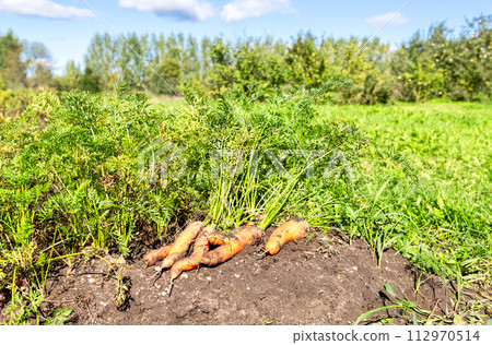 Ripe carrots harvested at a vegetable garden 112970514