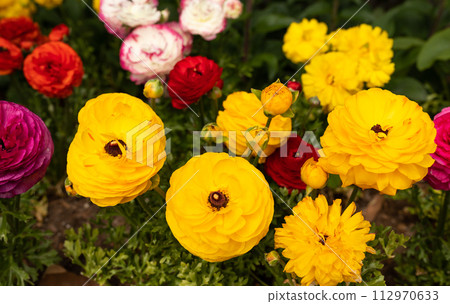 Multi Colorful Ranunculus Asiaticus or Rimmed Persian Buttercup Flower Outdoors In Garden Or Plant Nursery. Red, Yellow, White And Purple Flowers, Botany, Floriculture. Horizontal Plane Multi Colorful Ranunculus Asiaticus or Rimmed Persian Buttercup Flower Outdoors In Garden Or Plant Nursery. Red, Yellow, White And Purple Flowers, Botany, Floriculture. Horizontal Plane 112970633