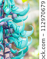 Jade vine "Jade Kuzu" close-up photography 1 112970679