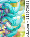 Jade vine "Jade Kuzu" close-up photography 2 112970681