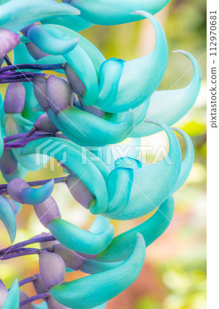 玉藤《玉葛》特寫攝影2 112970681