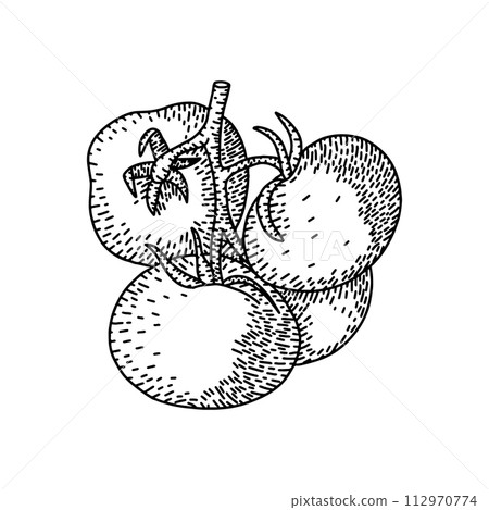 Vintage engraves drawing of branches of tomatoes. Food engraves style illustration. Detailed hand drawn contour vegetarian sketch. Great for label, poster, print, menu Vintage engraves drawing of branches of tomatoes. Food engraves style illustration. Detailed hand drawn contour vegetarian sketch. Great for label, poster, print, menu 112970774