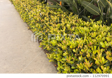 Green Living Fence made of Flowers, Plants. Natural Garden Fencing, Greenscreen For Backyards, Decks, And Patios. Security And Wind Barrier, Noise Reduction. Horizontal. 112970991