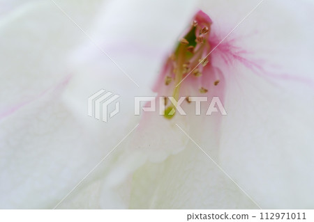 綠色櫻花的特寫圖像,美雪櫻〜3:2版本 綠色櫻花的特寫圖像,美雪櫻〜3:2版本 112971011