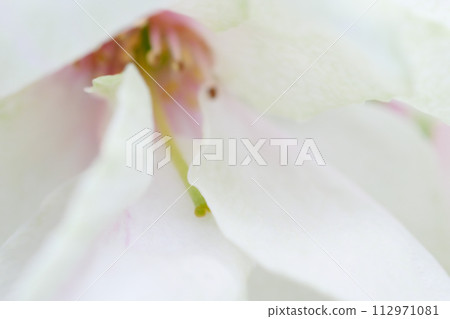 綠色櫻花的特寫圖像,美雪櫻〜3:2版本 綠色櫻花的特寫圖像,美雪櫻〜3:2版本 112971081