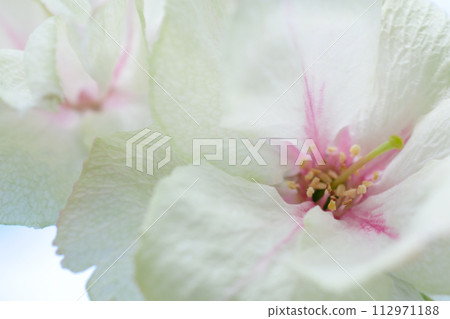 綠色櫻花的特寫圖像,美雪櫻〜3:2版本 綠色櫻花的特寫圖像,美雪櫻〜3:2版本 112971188