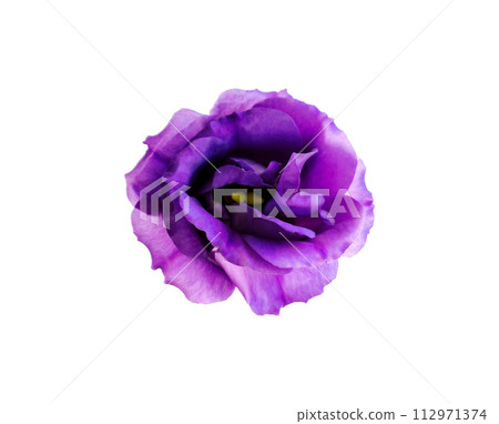 Purple flower Turkish bellflower cutout white background 112971374