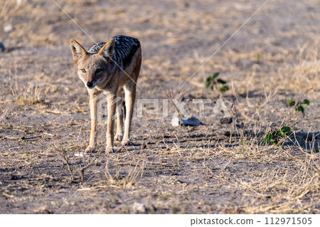 Close-up of a Jackal 112971505